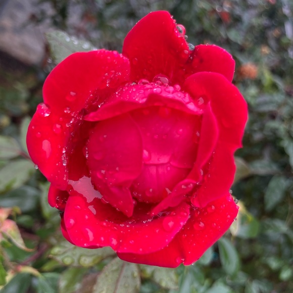 Meet your Posher, Krista - Picture 6 of 8